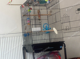 Friendly budgie with cage