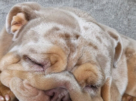 KC Female English bulldog