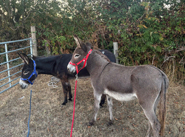 Jenny donkeys infoal