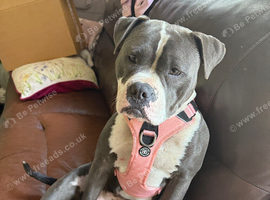 Female Staffordshire Bull Terrier X