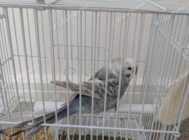 Would like to bird share (will pay monthly)