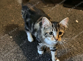 &Kappa;ittens for sale