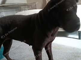 Black KC reg sharpei