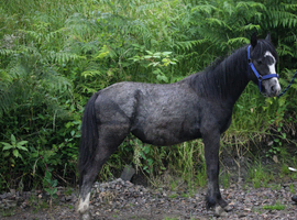 Trotter x yearling filly to make 13hh
