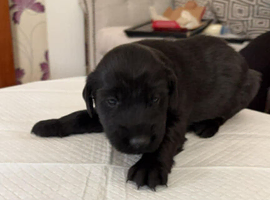 Flat coated retriever puppies