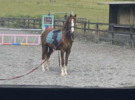 12.1 Welsh Show Pony
