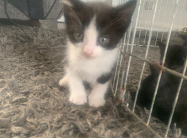 5 kittens left