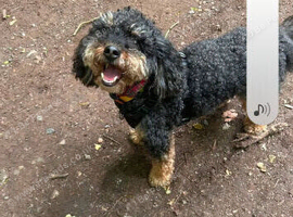 MONTY STOLEN DOG