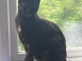 1 Year old stunning Tortie Female
