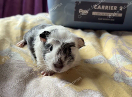 2 boy guinea pigs