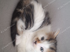Beautiful fluffy kittens