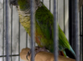 Baby green cheek conure