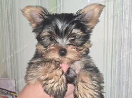 Only tiny boys available