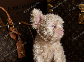 Curly coat pink floodles
