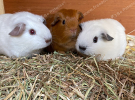 Various Guinea pigs.