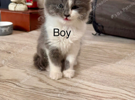 2 beautiful blue grey and white kittens