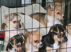 Chihuahua x boys ready to go today (ONLY 3 LEFT)