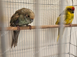 Kākāriki (New Zealand parakeets)