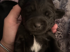 Small mixed breed puppies