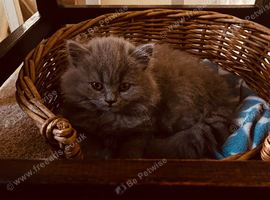 Female  British longhaired