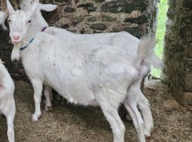 Friendly Saanen female pet goat