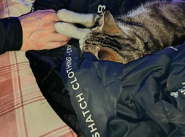 Female cat
