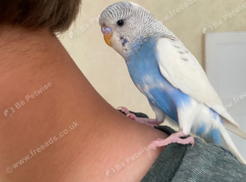 Hand Tame Baby Budgie