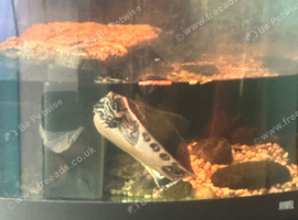 Cooter turtle