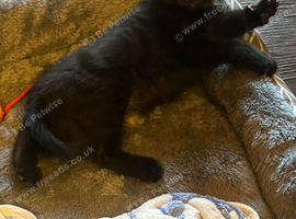 Sweet & Playful 9-Week-Old Female Kitten Seeking Loving Forever Home
