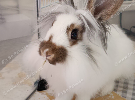 5 month old neutered male looking for loving home