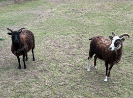 Soay ewes for sale