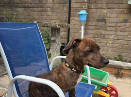 5 month old dachshund blue staffy cross