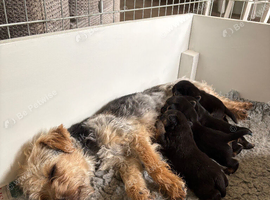 Norfolk Terrier Cross Female Puppy