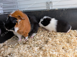 Beautiful young guinea pigs