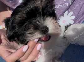 Biewer Yorkshire terrier