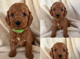 Health Clear Cockapoo Puppies