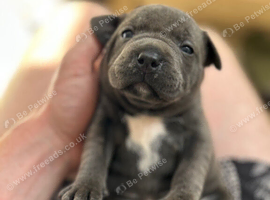 Champion Blue Staffordshire Bull Terrier Puppies