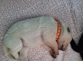Beautiful litter of GSD puppies for sale