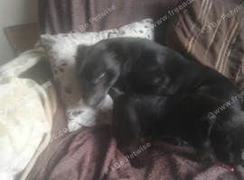 Perfect patterdales ready now