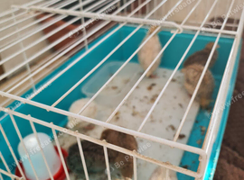 4 week old chicks