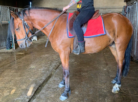 Connemara x gelding