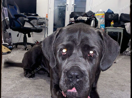 4 year old male cane corso