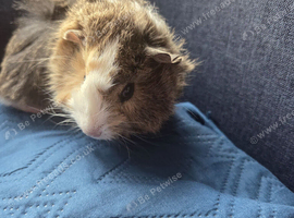 Half Peruvian fluffy baby girl
