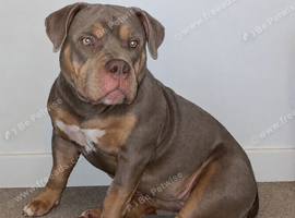 American pocket bullies