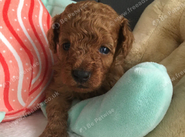Toy poodles