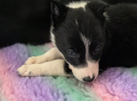 Border collie