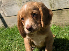2 red cocker spaniel girls ready now