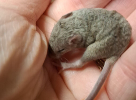 Curly mice
