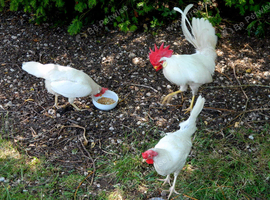 Leghorn trio. Actively laying. Too many white eggs!