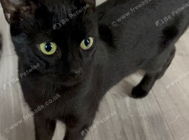 Loving Female cat looking for a new home
